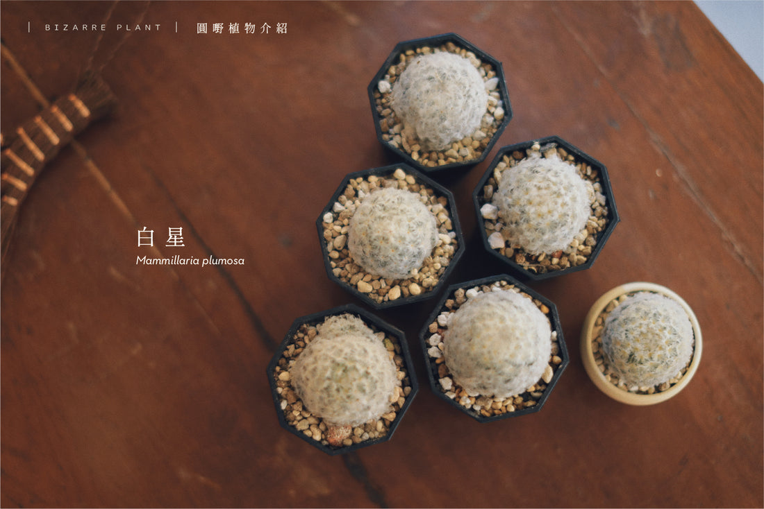 | ʙɪᴢᴀʀʀᴇ ᴘʟᴀɴᴛ | 白星 Mammillaria plumosa