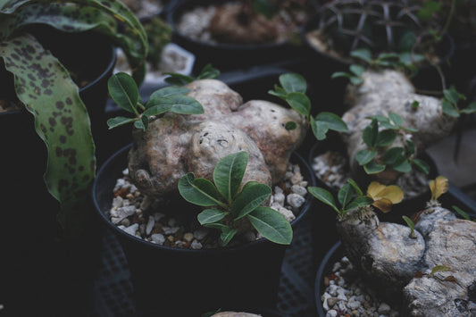 ALL-〖塊根植物入門〗塊根植物(Caudex)是什麼?-Forest Round Round