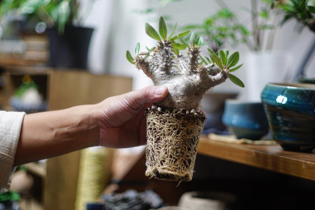 塊根植物的發根、穩根和種定的分別~