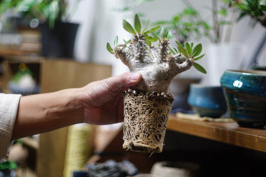 塊根植物的發根、穩根和種定的分別~