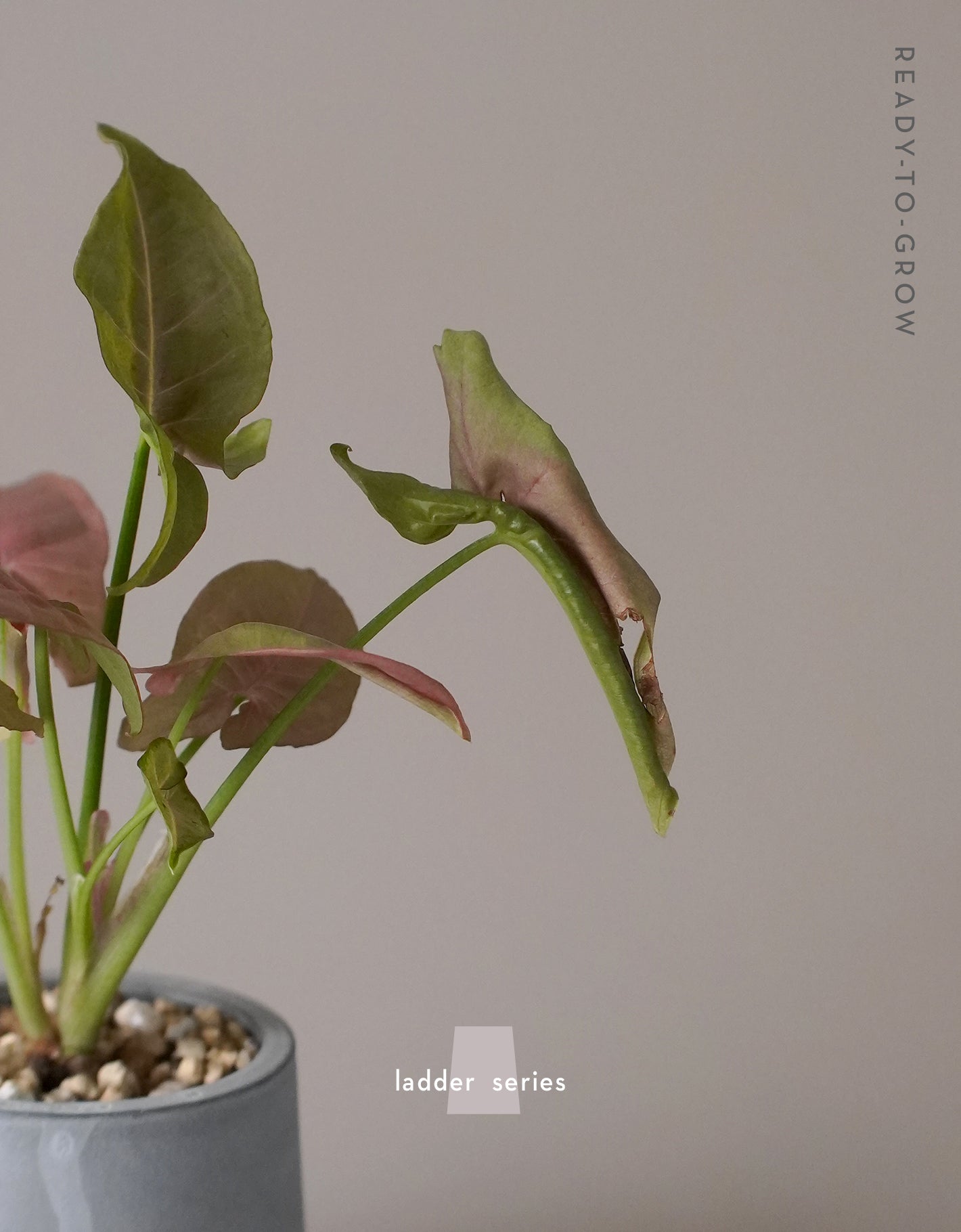Ladder Pot Series with Syngonium "Neon Pink" 合果芋 霓虹粉