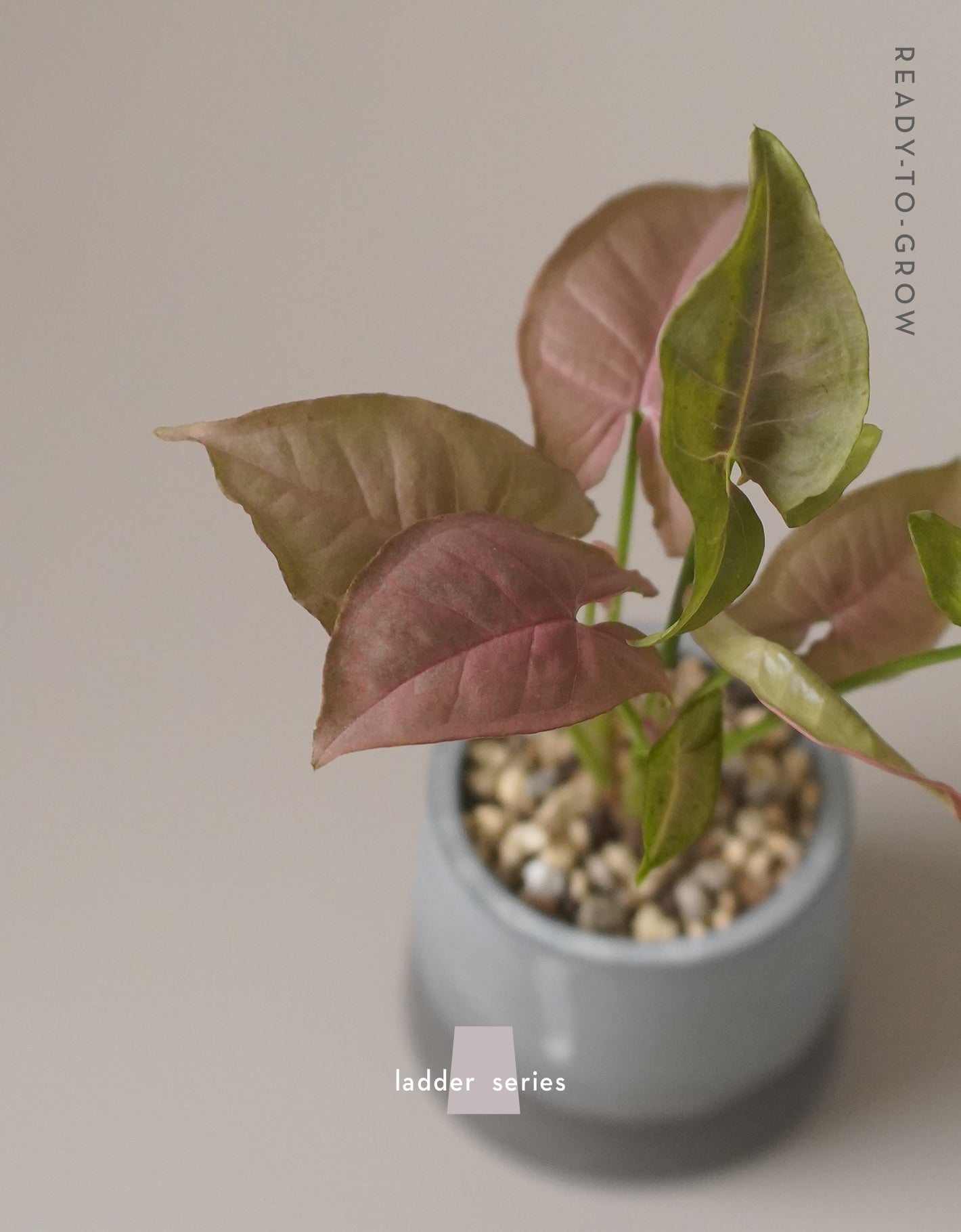 Ladder Pot Series with Syngonium "Neon Pink" 合果芋 霓虹粉