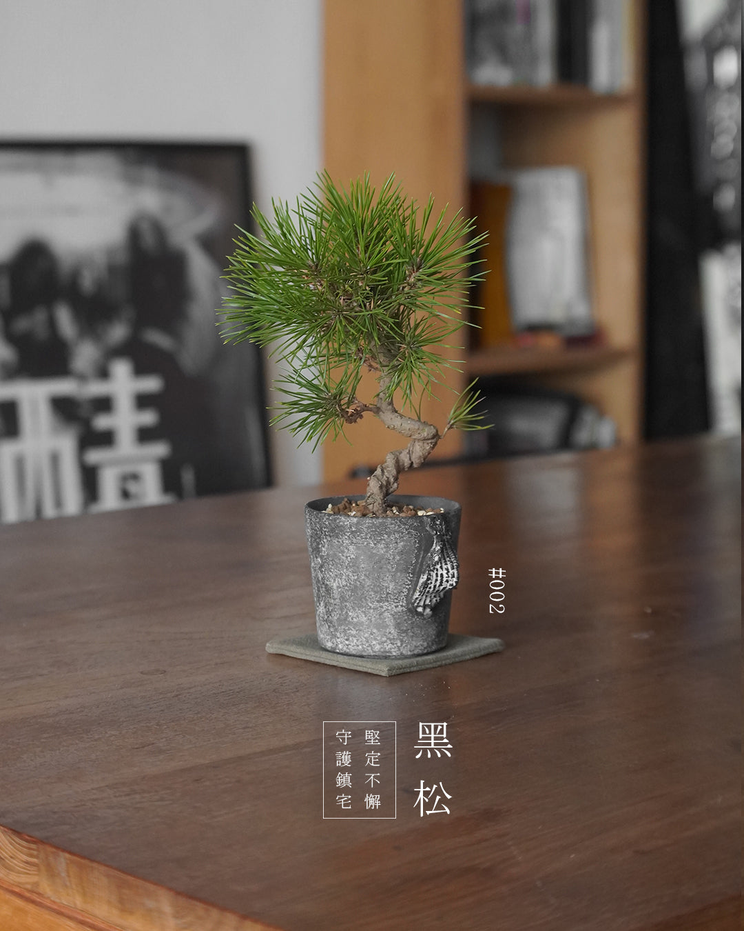 家中的守護神 - 002 | 黑松 Japanese Black Pine , BEAVIS YEUNG