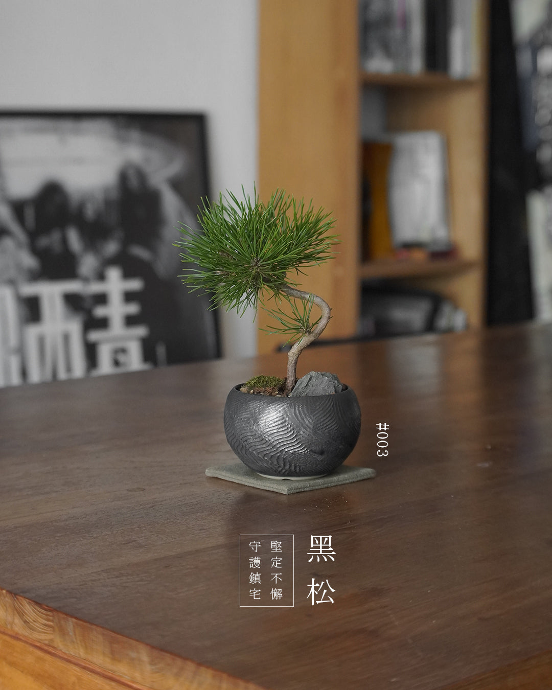 家中的守護神 - 003 | 黑松 Japanese Black Pine , VINCENT LAW