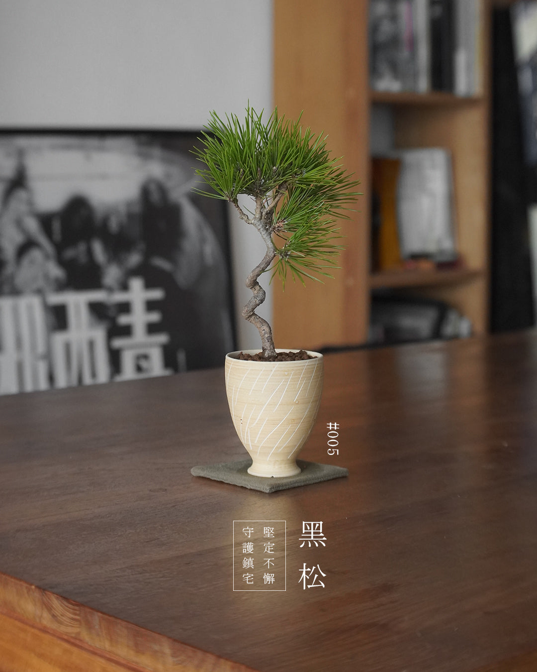 家中的守護神 - 005 | 黑松 Japanese Black Pine , IVAN YUNG