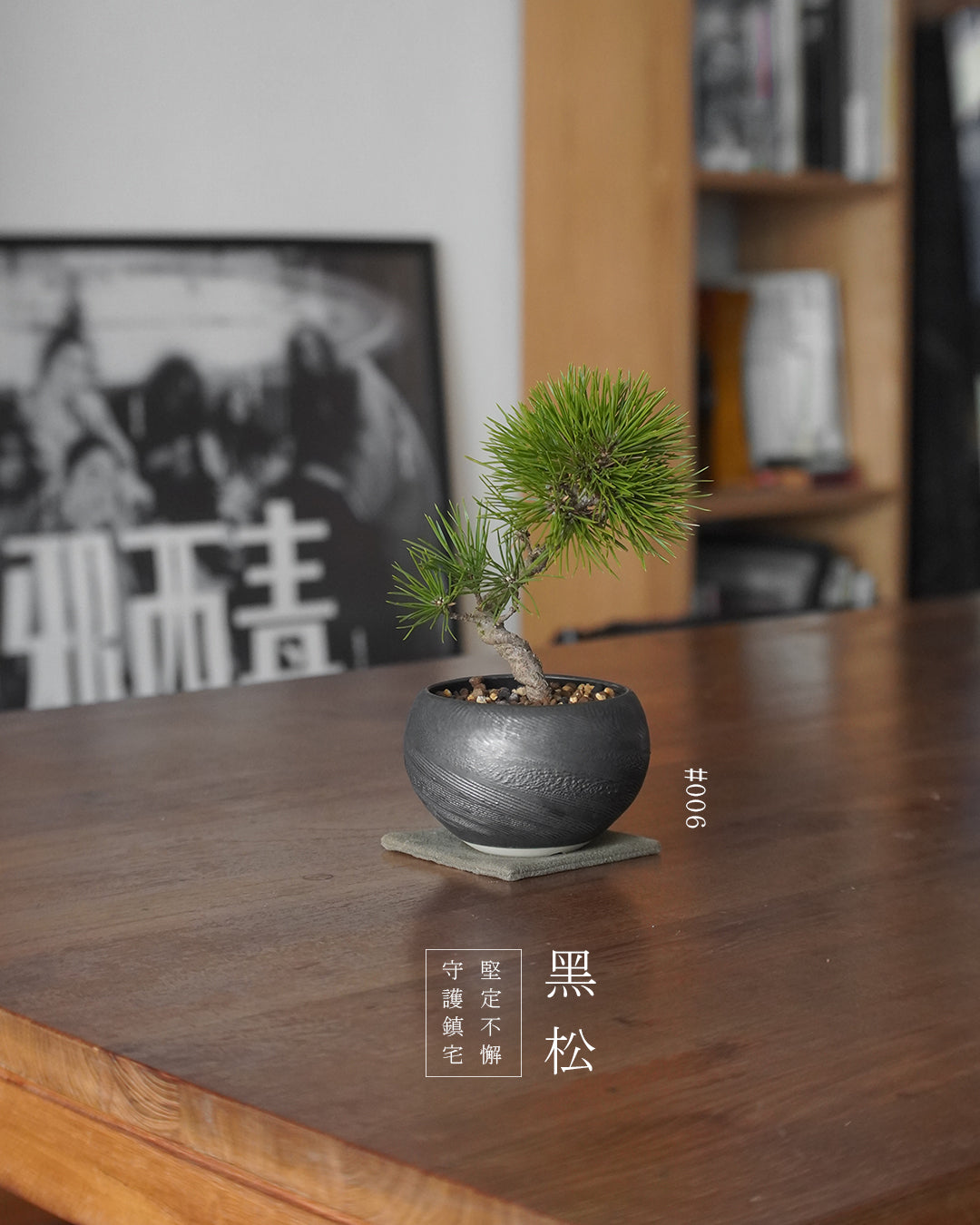 家中的守護神 - 006 | 黑松 Japanese Black Pine , VINCENT LAW