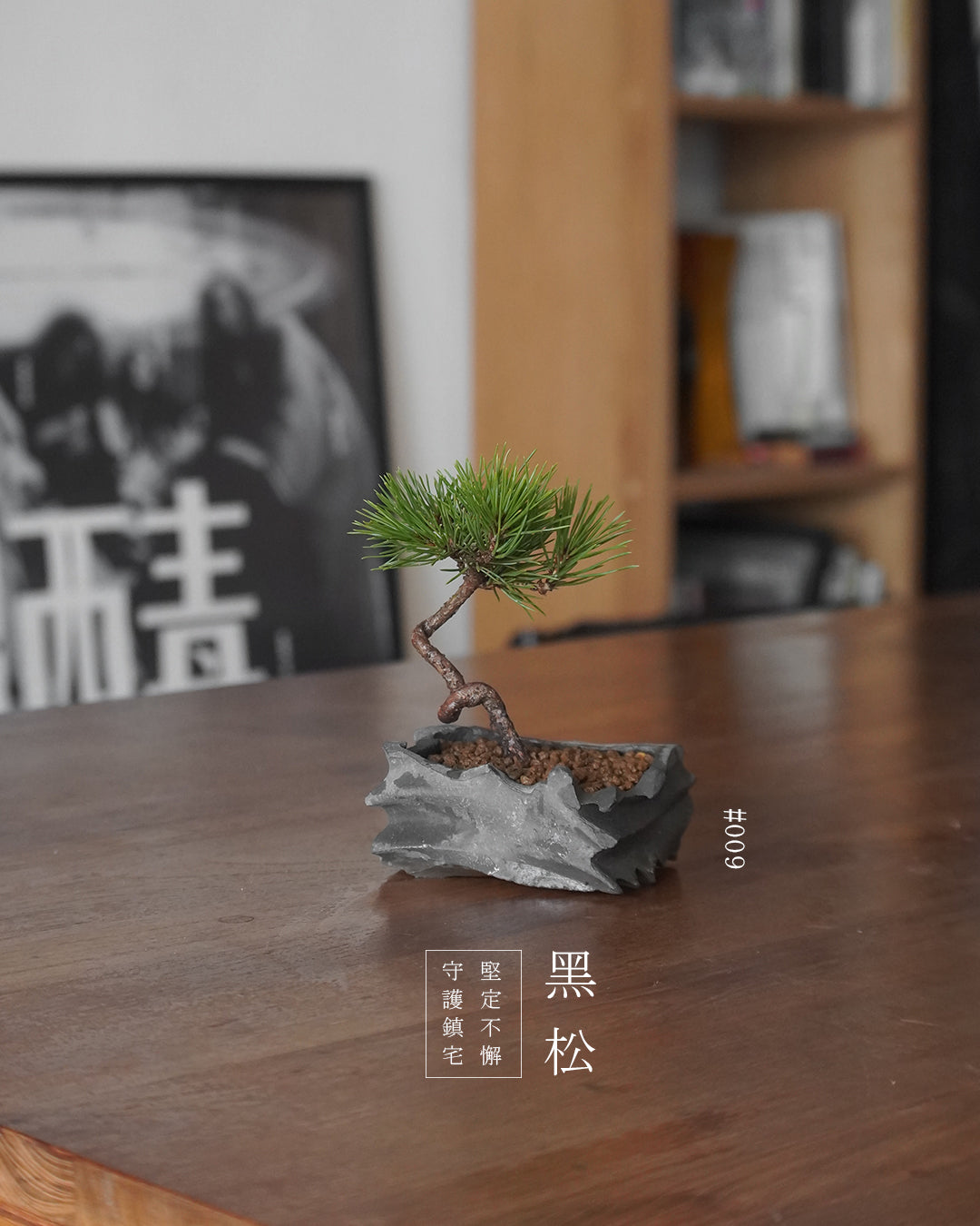 家中的守護神 - 009 | 黑松 Japanese Black Pine , YEH YEH
