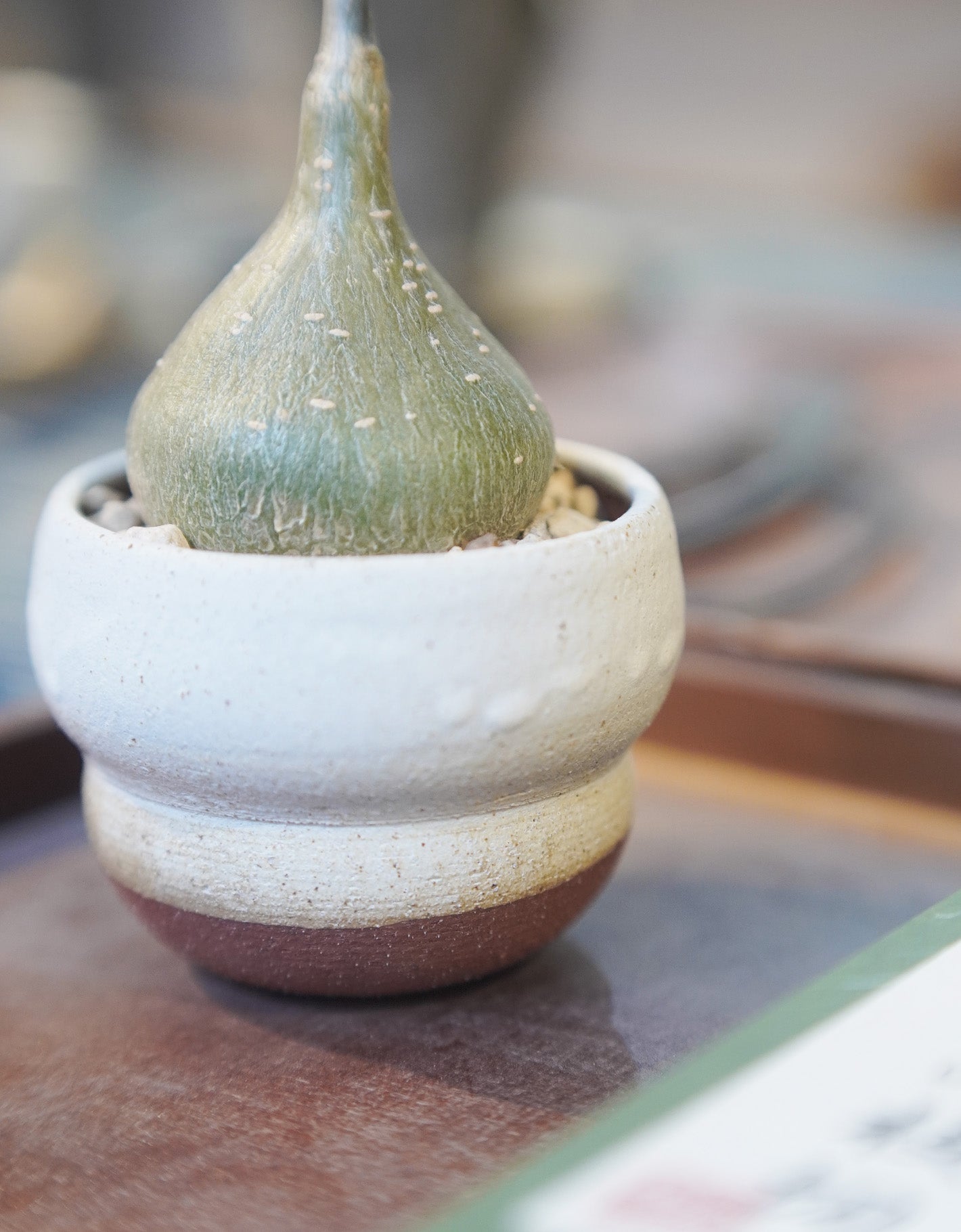 裝滿水和營養的圓 | 銀葉睡布袋 Gerrardanthus macrorrhizus , YANN CHENG