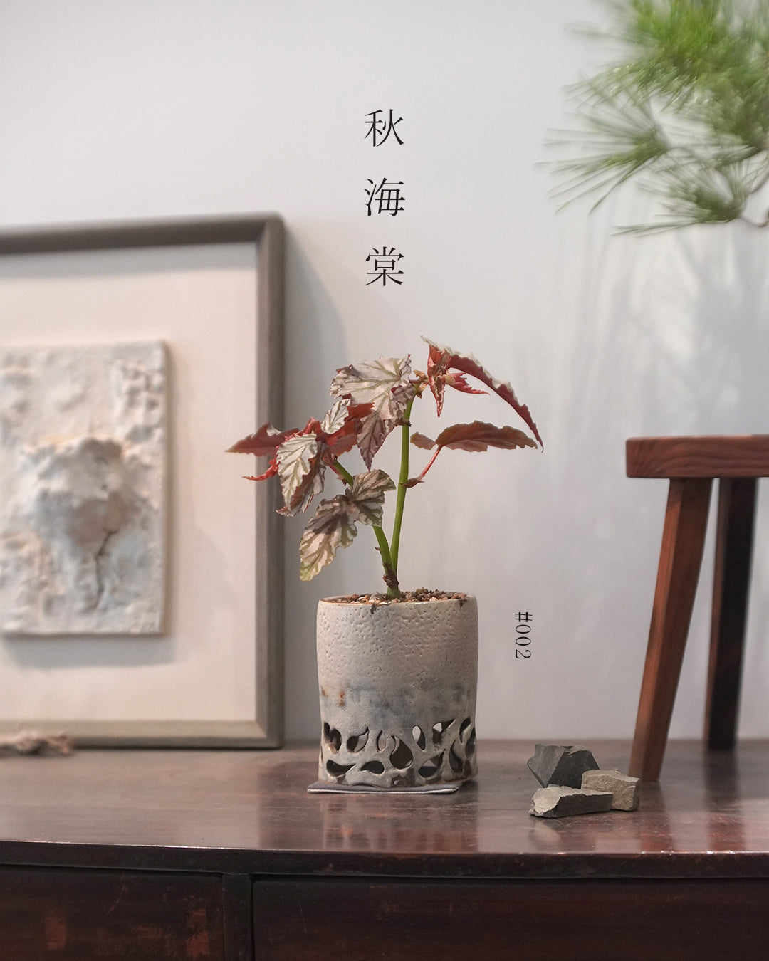 質感與色彩兼備的植物 - 002 | Begonia 'Highway' 海威 秋海棠 , MAY LOO 盧婉嫻