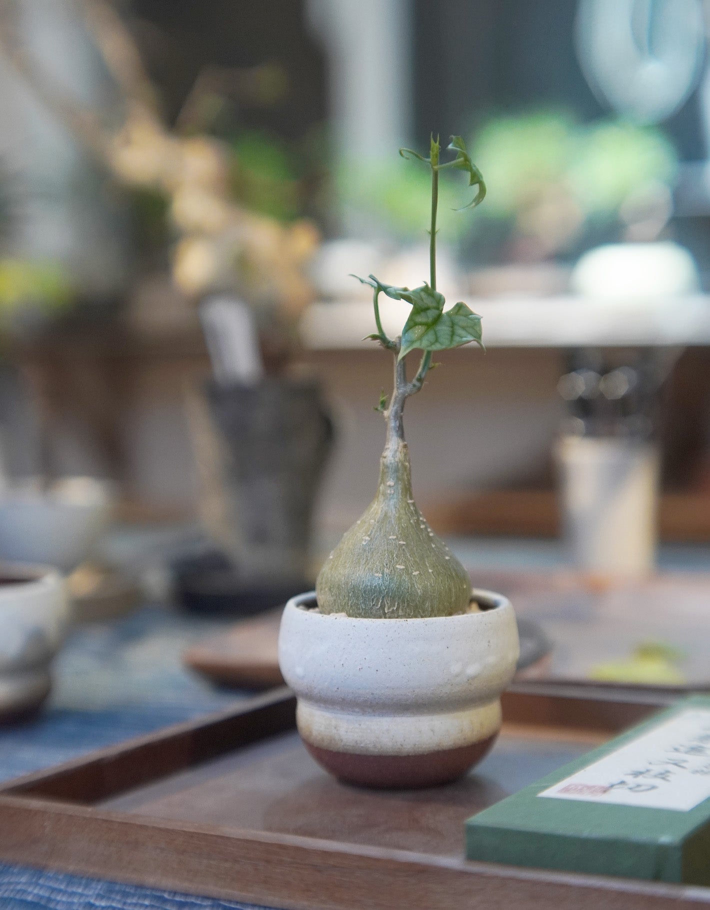 裝滿水和營養的圓 | 銀葉睡布袋 Gerrardanthus macrorrhizus , YANN CHENG