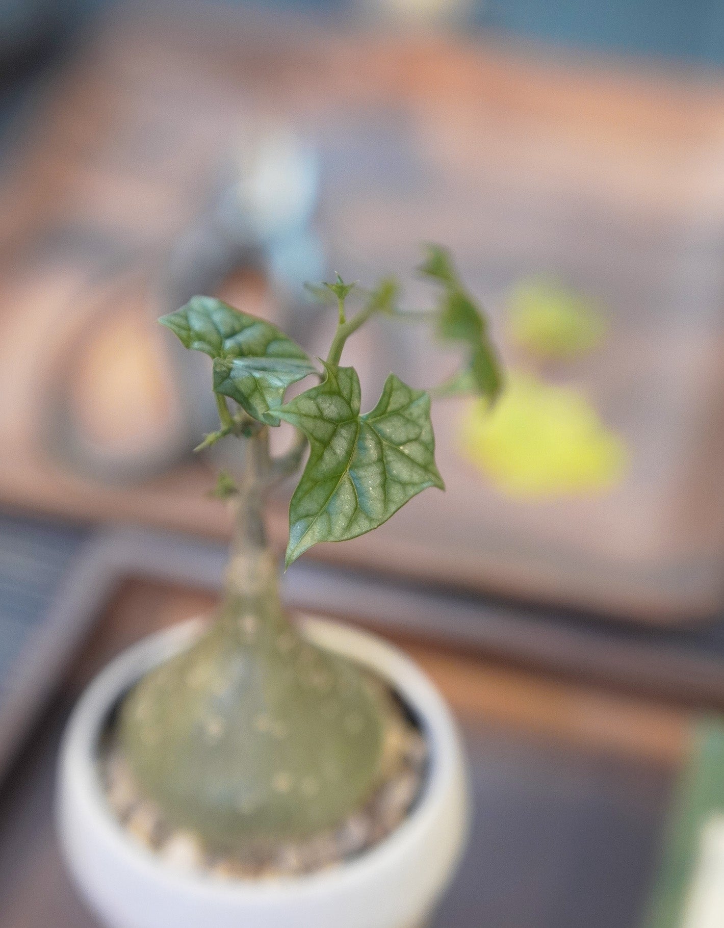 裝滿水和營養的圓 | 銀葉睡布袋 Gerrardanthus macrorrhizus , YANN CHENG