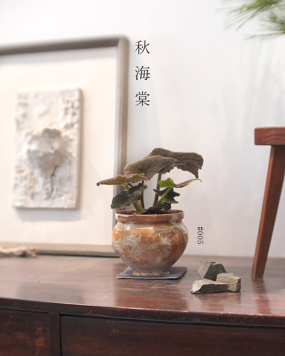 質感與色彩兼備的植物 - 005 | Begonia masoniana 'River' 秋海棠 , IVAN YUNG 翁振傑