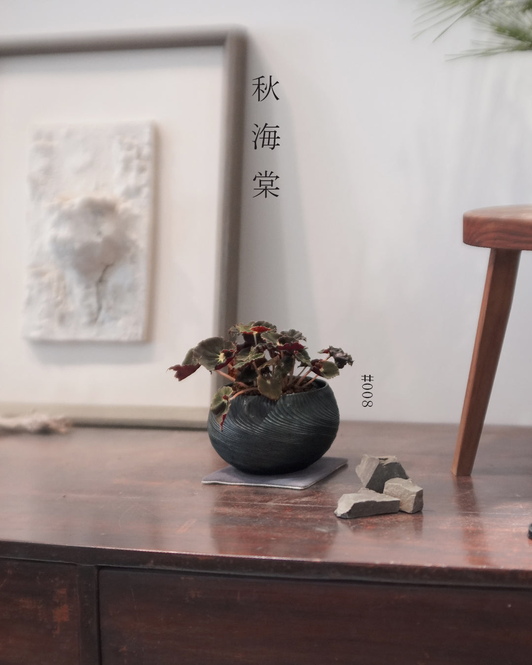 質感與色彩兼備的植物 - 008 | Begonia 'Black Velvet' 黑天鵝 秋海棠 , VINCENT LAW 羅縉壕