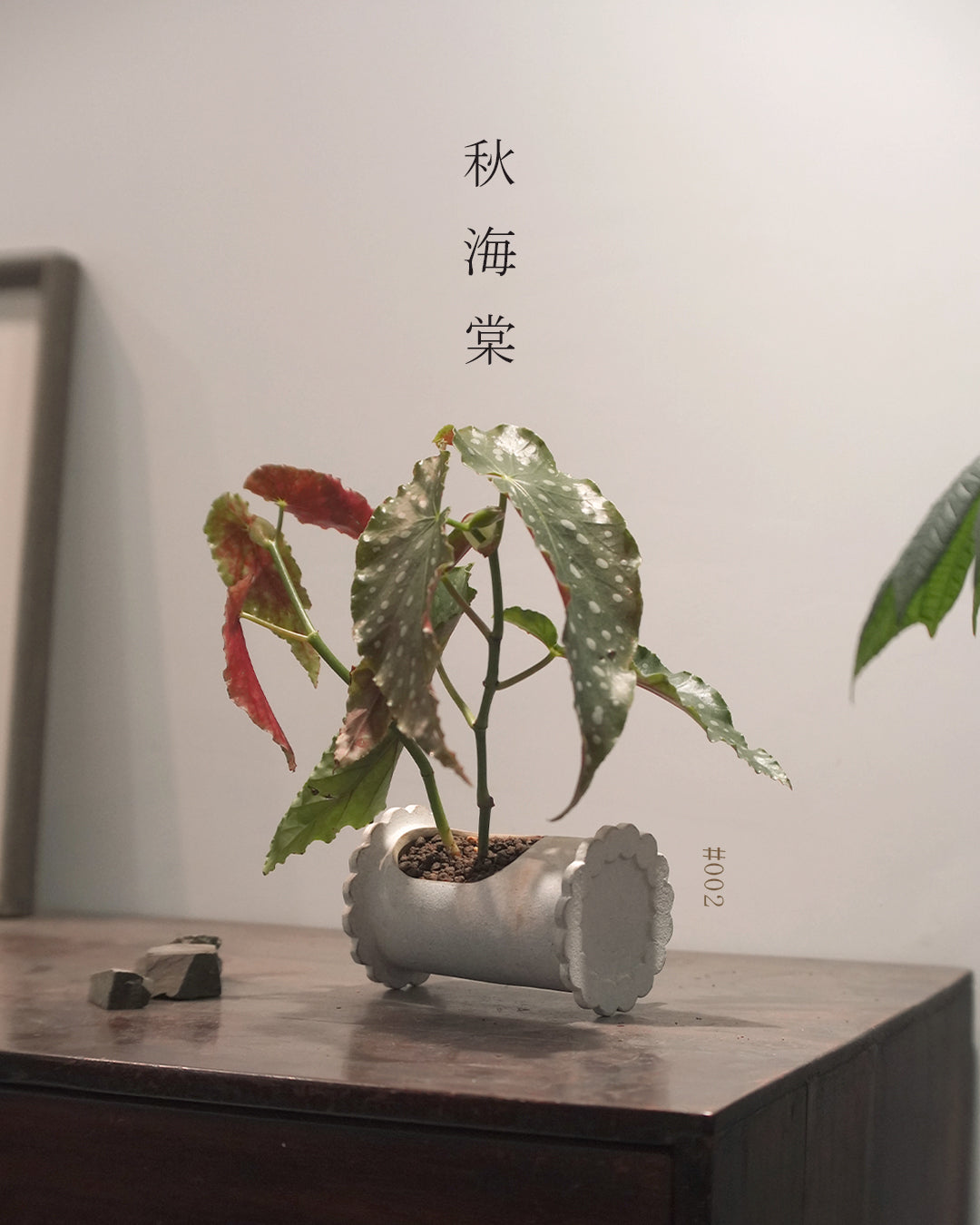 質感與色彩兼備的植物 - 003 | Begonia 'Amelia' 粉旗魚 秋海棠 , KIT WONG 黃潔鋌