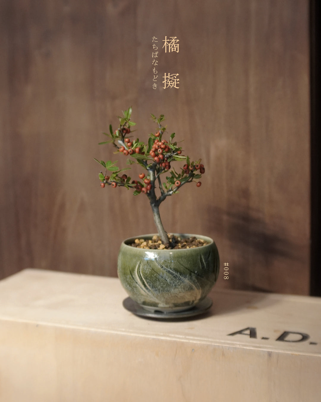 碩果纍纍的 橘擬 - 008 | 橘擬 たちばなもどき , VINCENT LAW 羅縉壕