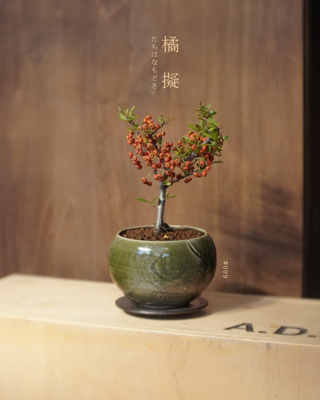 碩果纍纍的 橘擬 - 009 | 橘擬 たちばなもどき , VINCENT LAW 羅縉壕