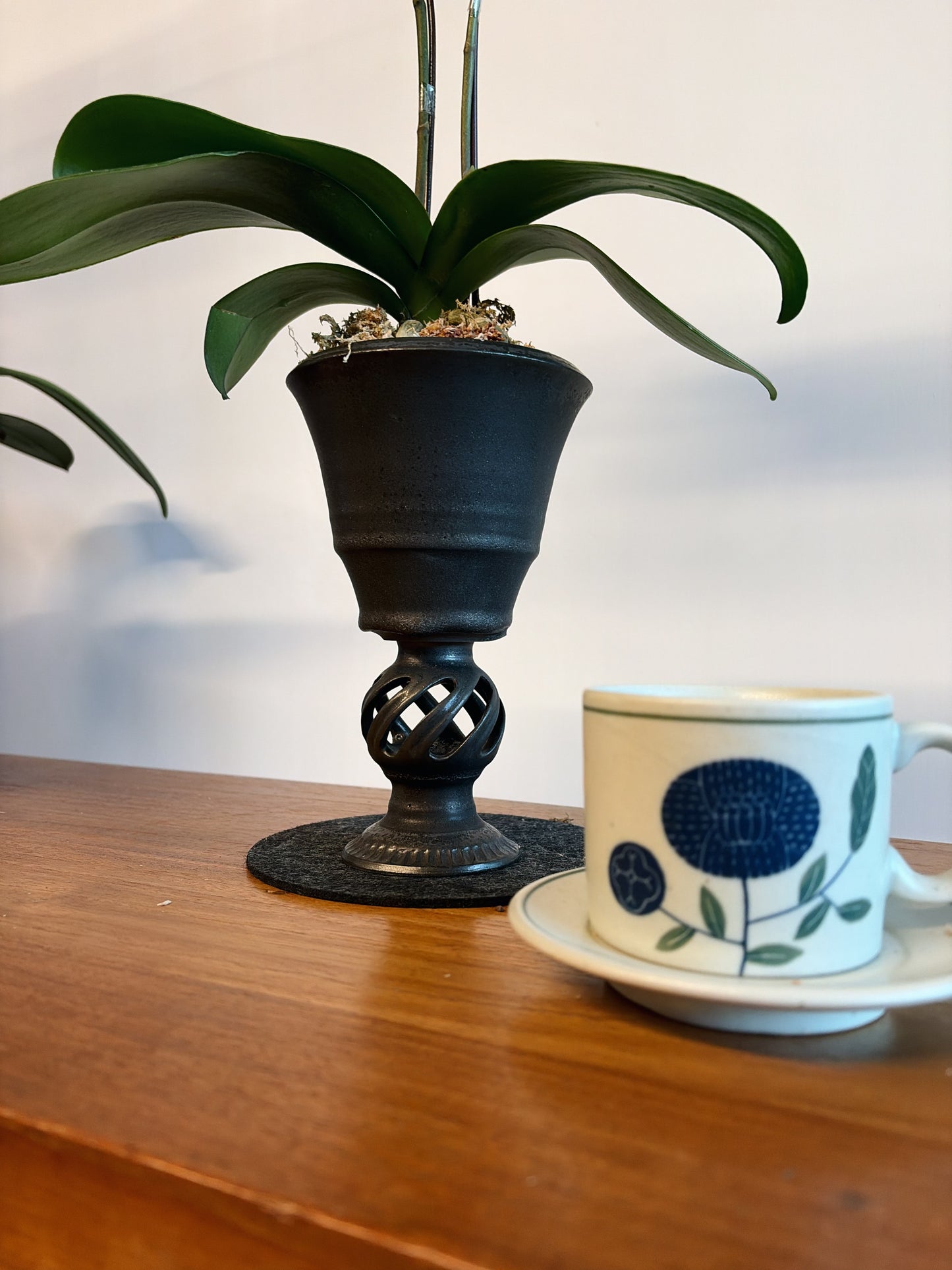 #cny26114 | 台灣蝴蝶蘭 - 圓嘢 〔 藝術高腳杯 〕 曙光橙 迷你蝴蝶蘭 x BEAVIS YEUNG 楊子敬