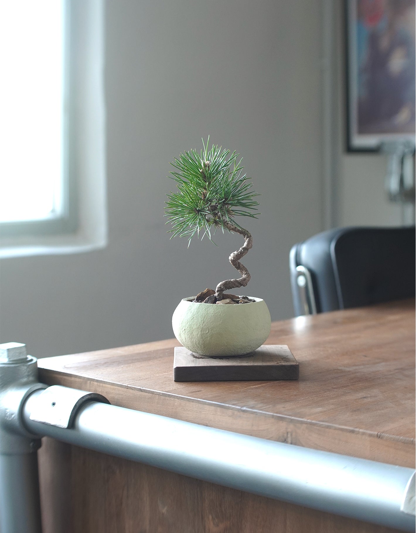 長在草餅上的黑松 |黑松 Pinus thunbergii , Yann Cheng