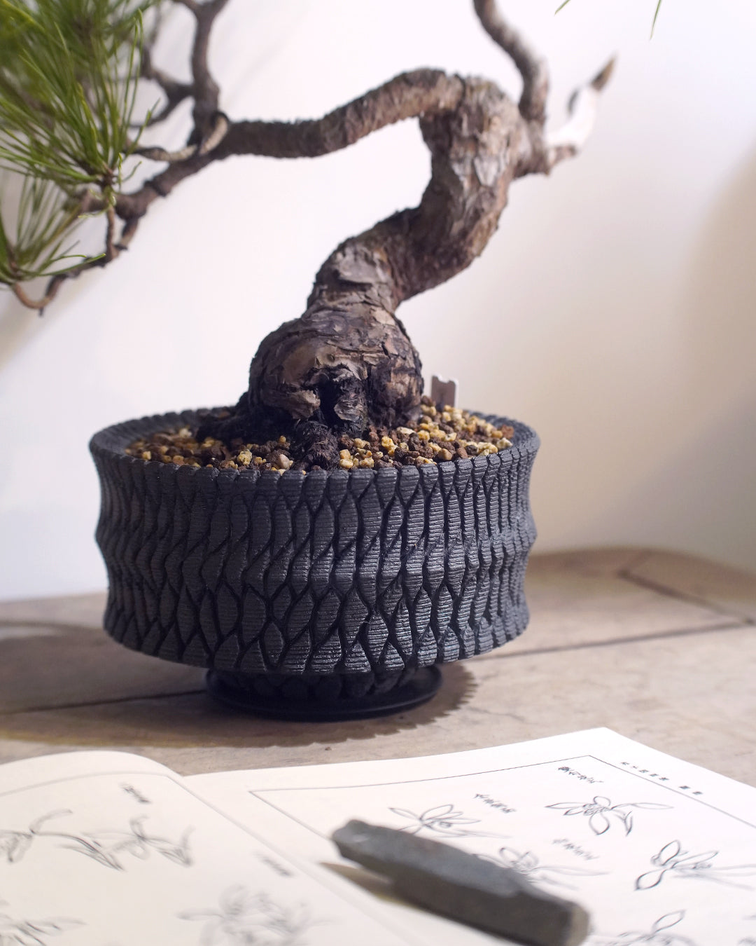 蒼勁堅毅的盆栽表表者 | 黑松 Japanese Black Pine , 沖誠 Bark 笠間焼 植木鉢