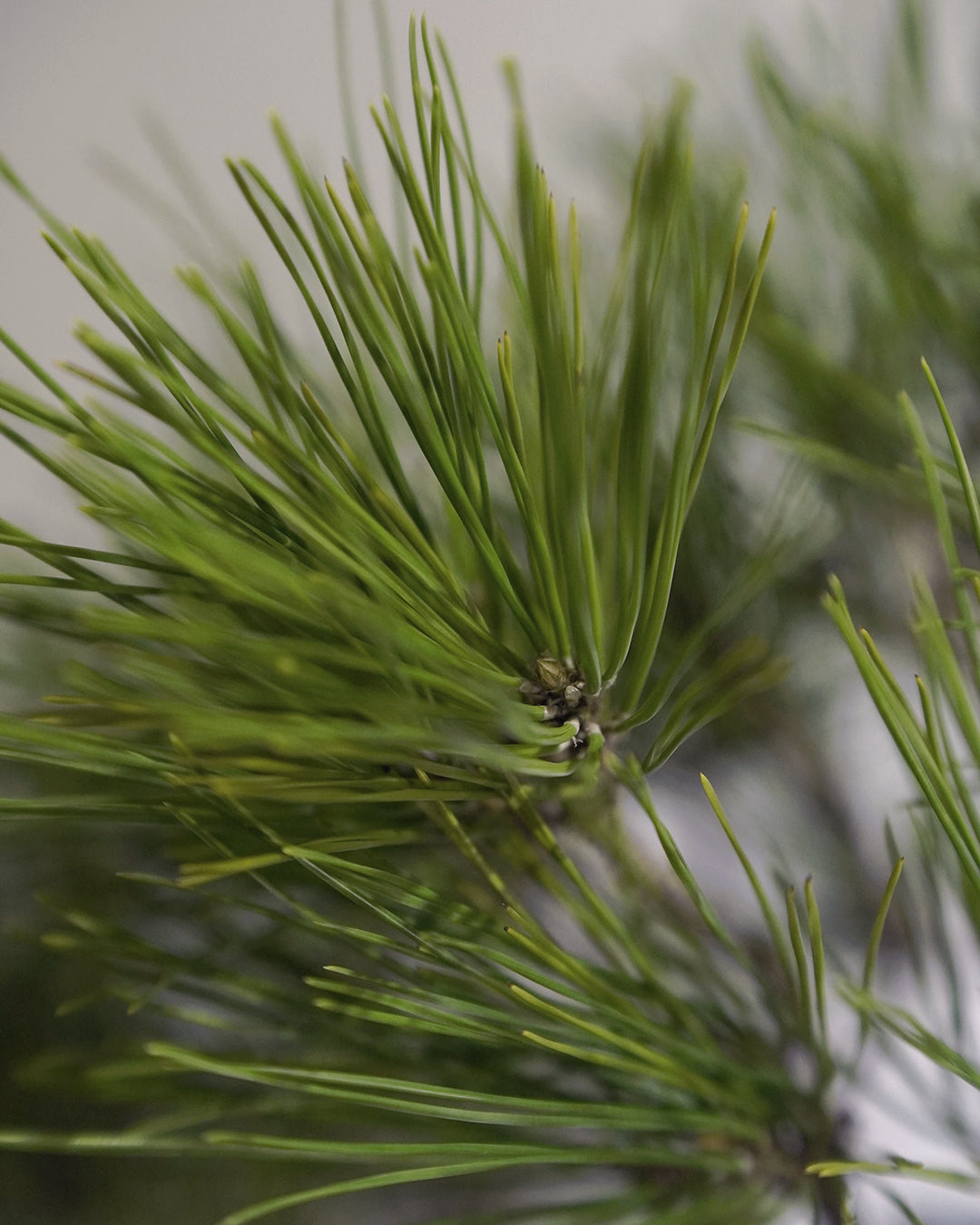 蒼勁堅毅的盆栽表表者 | 黑松 Japanese Black Pine , 沖誠 Bark 笠間焼 植木鉢