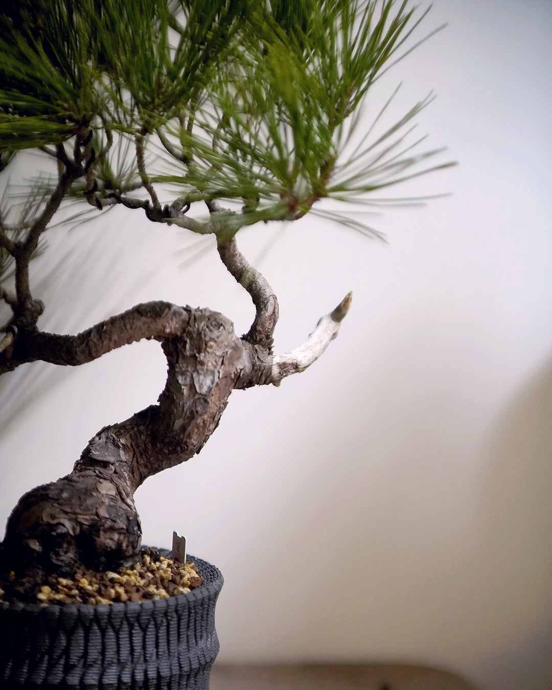 蒼勁堅毅的盆栽表表者 | 黑松 Japanese Black Pine , 沖誠 Bark 笠間焼 植木鉢