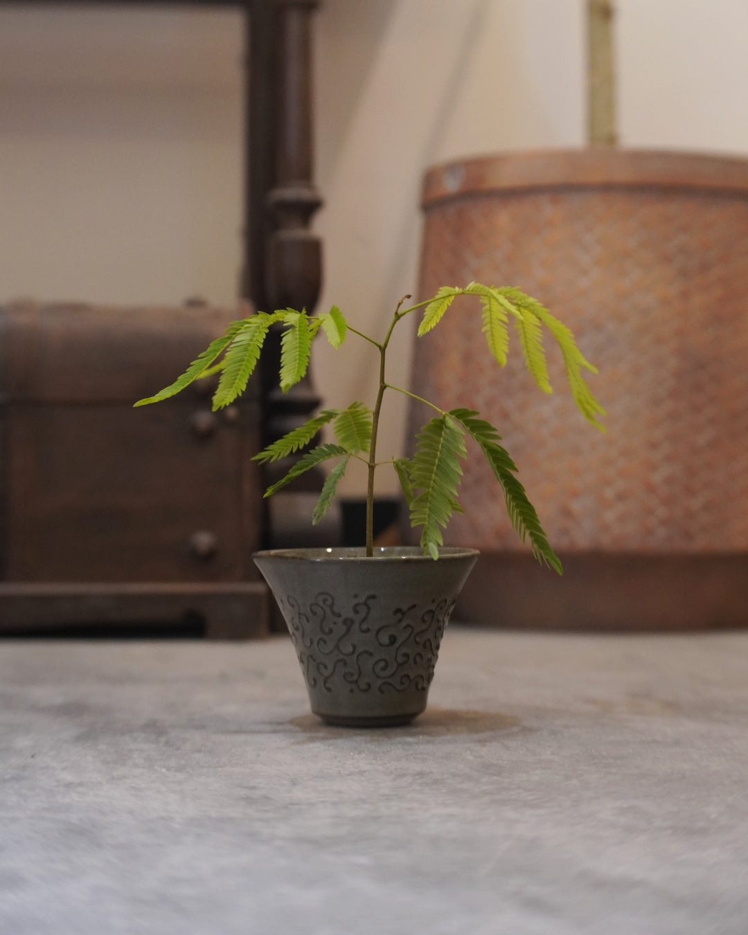 繁華的極致 - 巴洛克風格 | 小豆樹 Cojoba arborea エバーフレッシュ, BEAVIS YEUNG