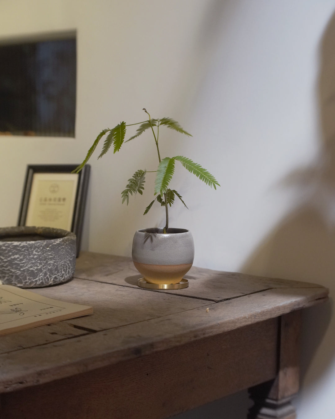 基礎配盆的小豆樹 | 小豆樹 Cojoba arborea エバーフレッシュ , YANN CHENG