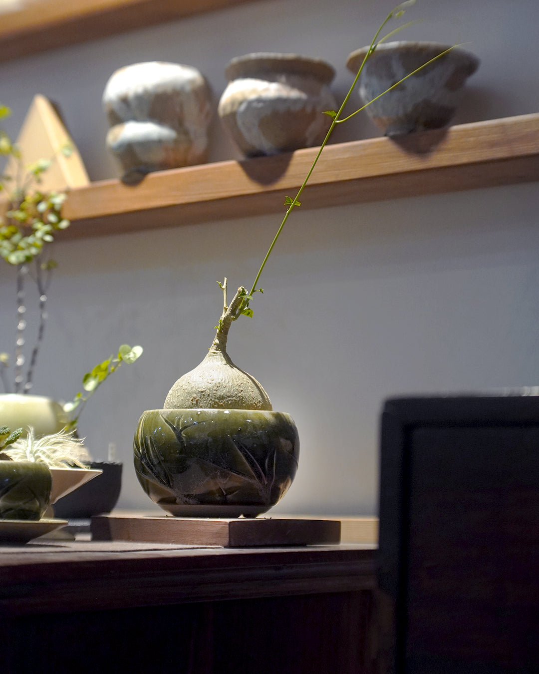 儲蓄真的很重要呀 - 003 | 銀葉睡布袋 Gerrardanthus macrorrhizus , VINCENT LAW 羅縉壕