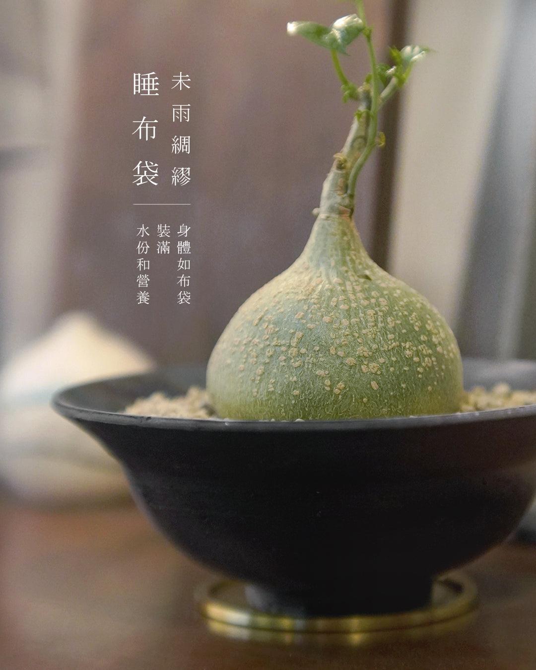 儲蓄真的很重要呀 - 001 | 銀葉睡布袋 Gerrardanthus macrorrhizus , LEO SHEK 石仔