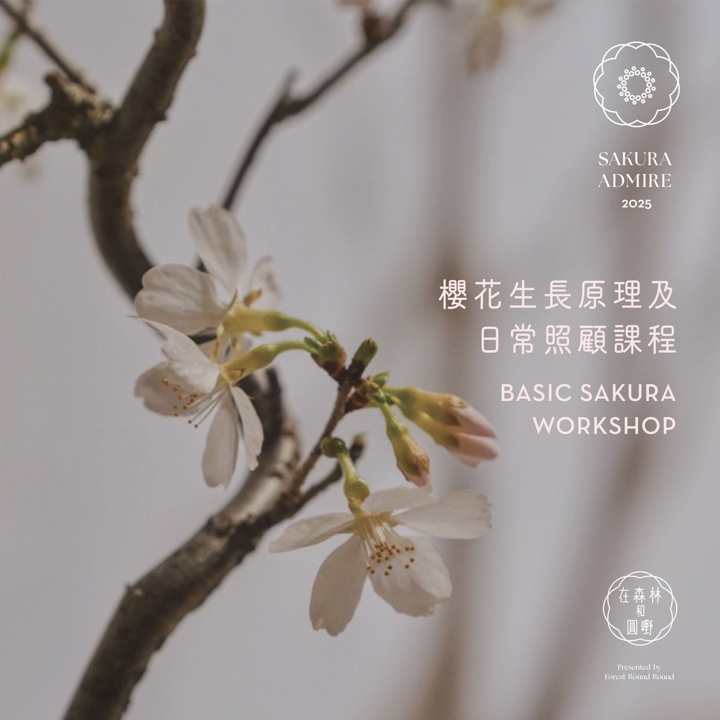 櫻花生長原理及照顧課 Basic Sakura Workshop