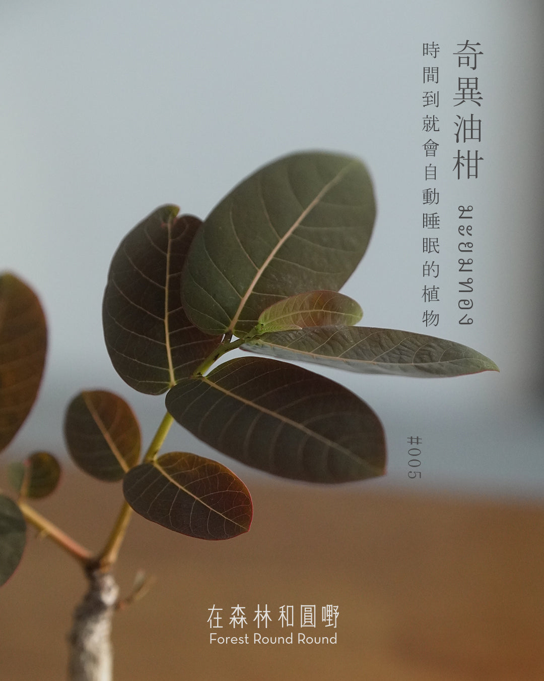 大自然世界裡開合的分寸 |奇異油柑 Phyllanthus mirabilis 配 陶藝家全人手制作陶花盆