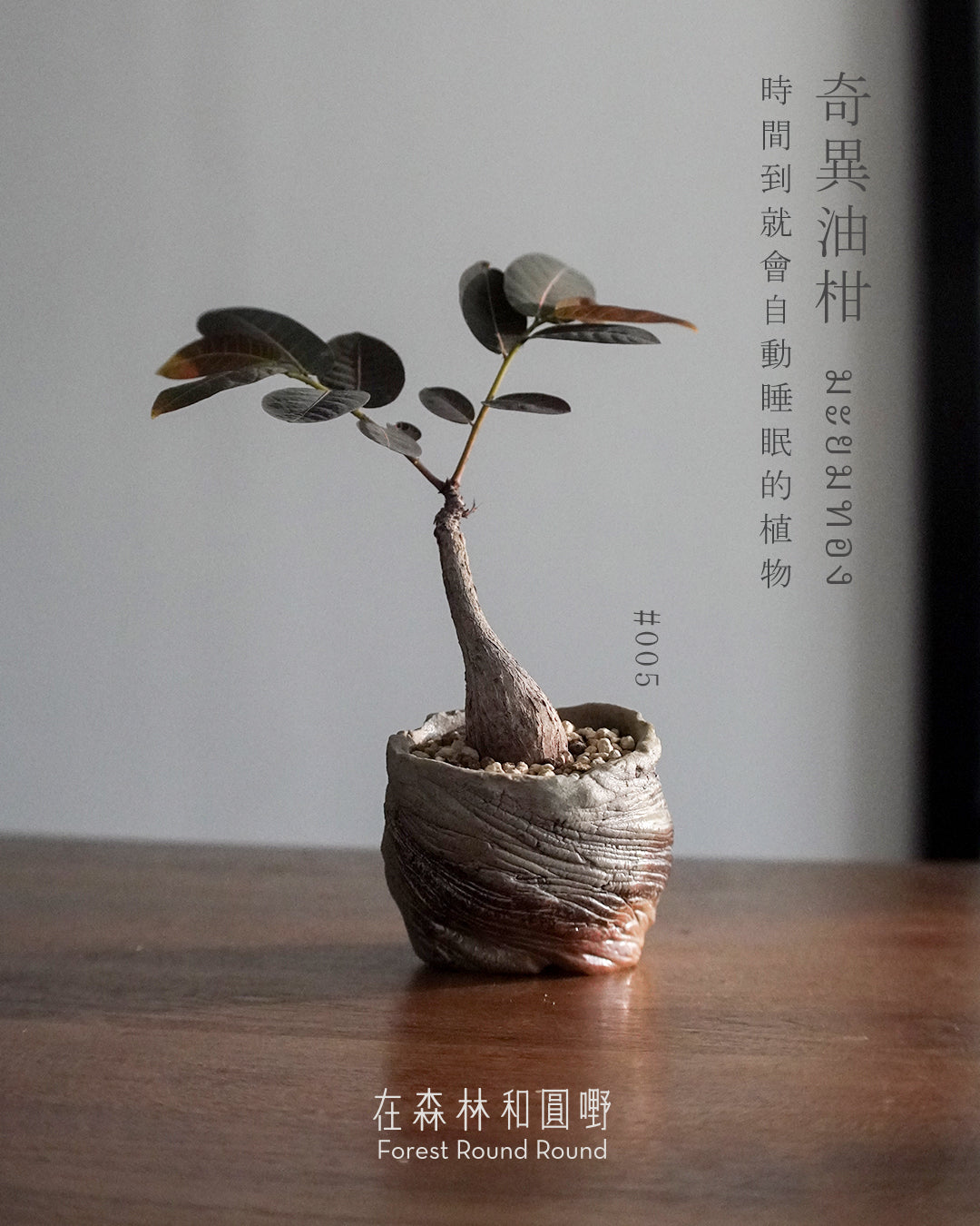大自然世界裡開合的分寸 |奇異油柑 Phyllanthus mirabilis 配 陶藝家全人手制作陶花盆