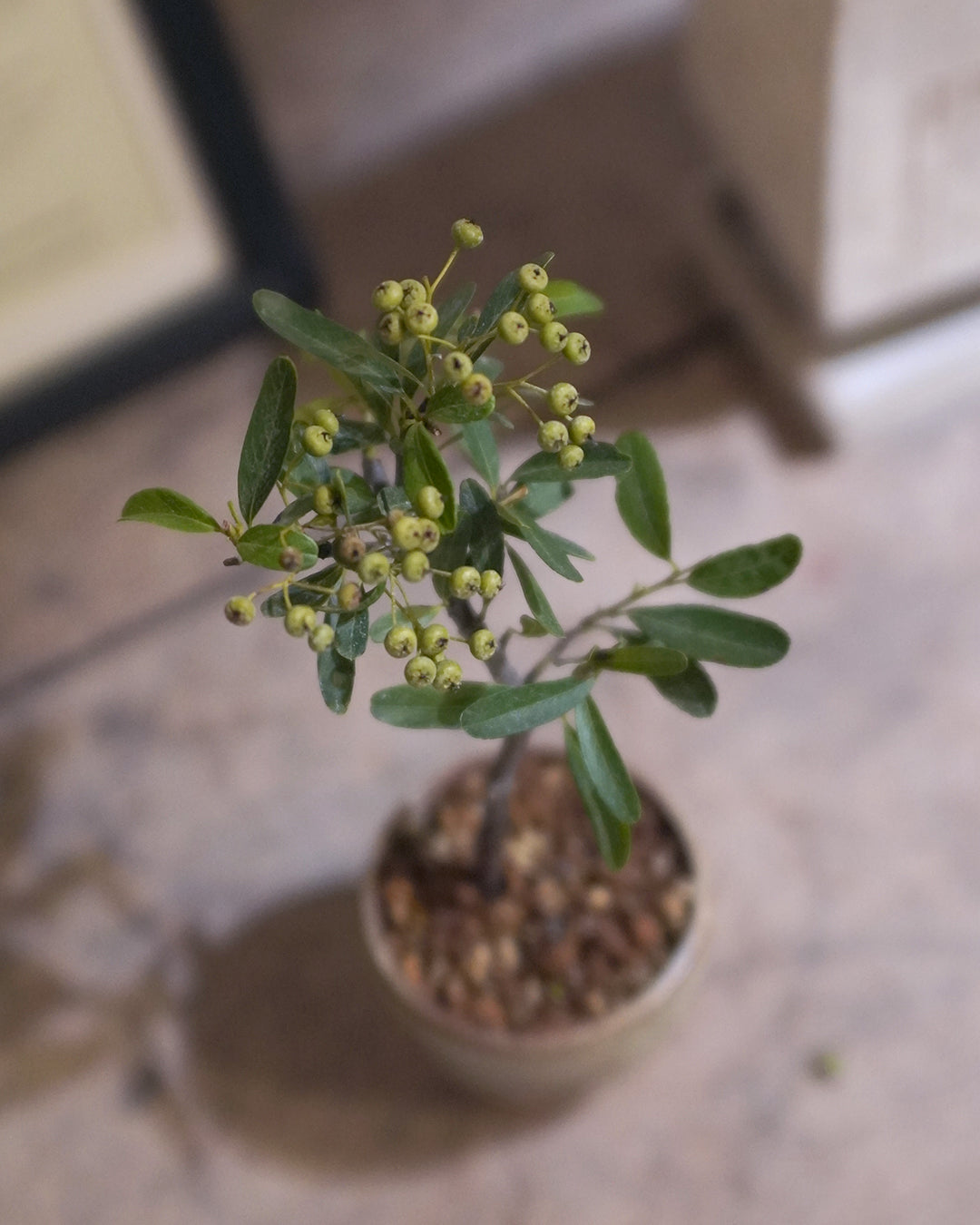 極像迷你的蘋果樹!| 火棘 Pyracantha fortuneana , YANN CHENG