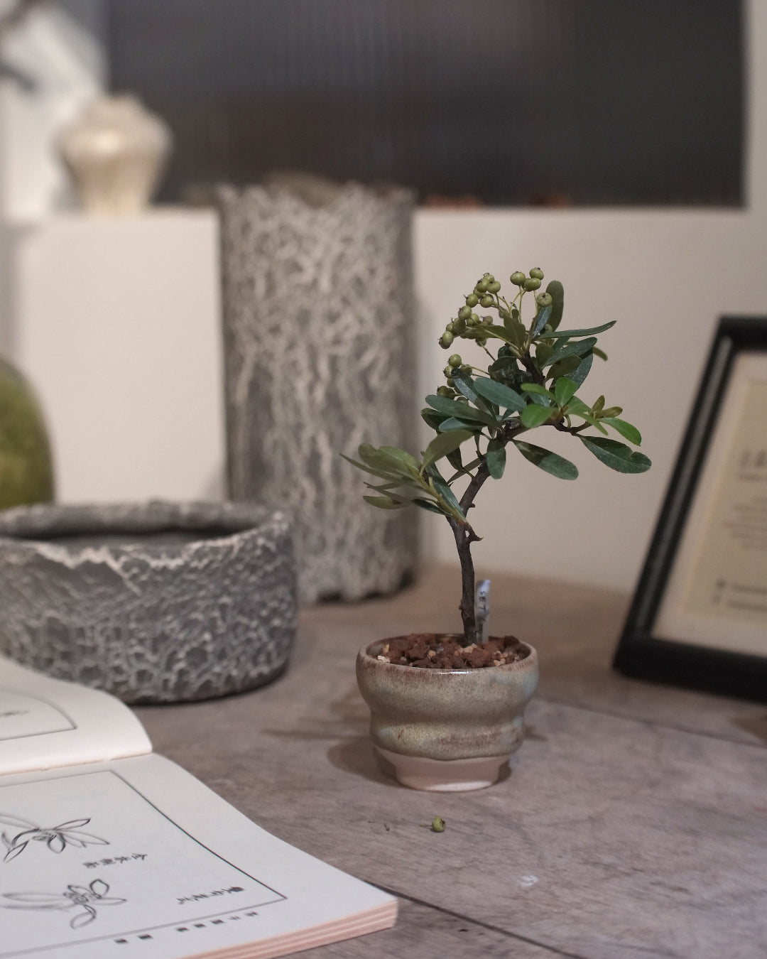 極像迷你的蘋果樹!| 火棘 Pyracantha fortuneana , YANN CHENG
