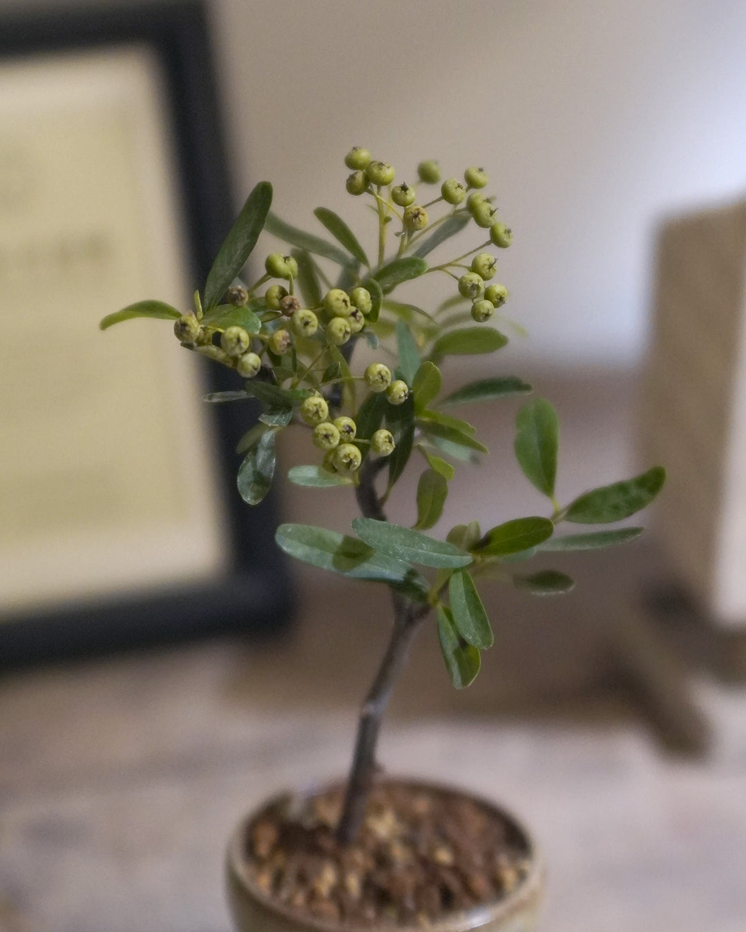 極像迷你的蘋果樹!| 火棘 Pyracantha fortuneana , YANN CHENG