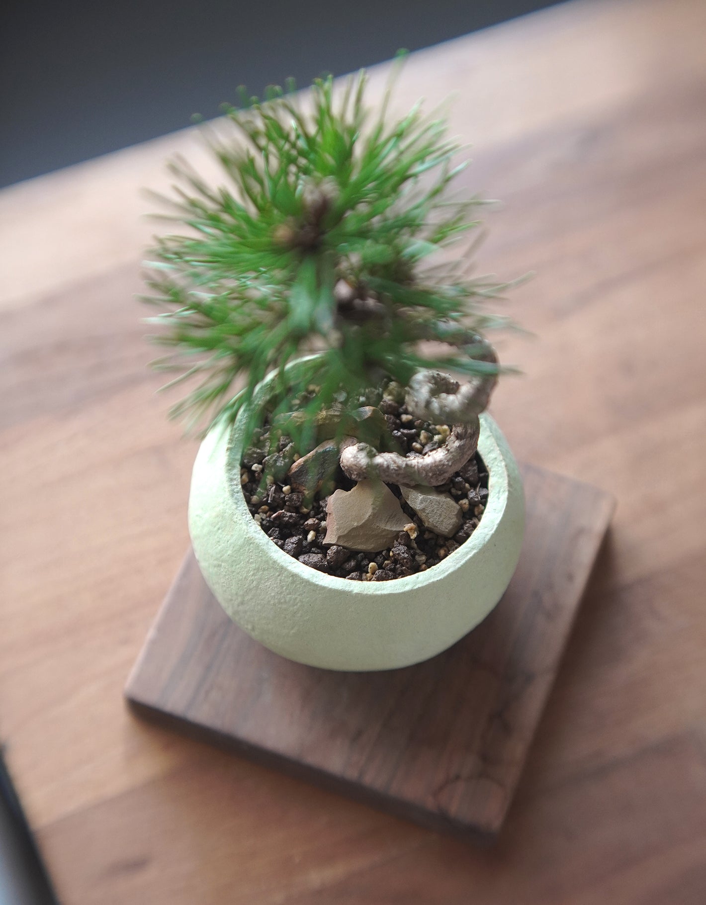 長在草餅上的黑松 |黑松 Pinus thunbergii , Yann Cheng