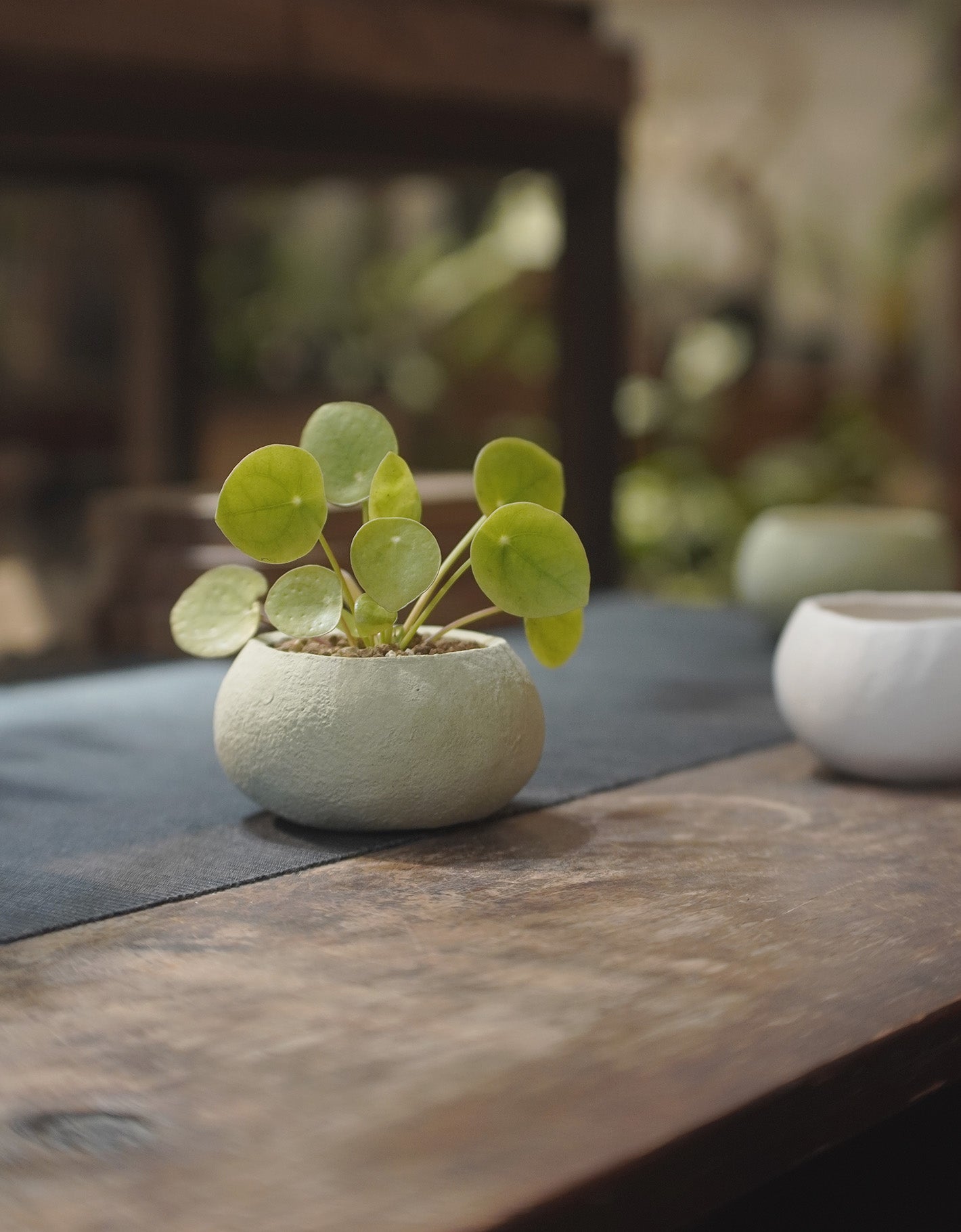 ROUND ROUND No. 01 | 鏡面草 Pilea peperomioides, YANN CHENG