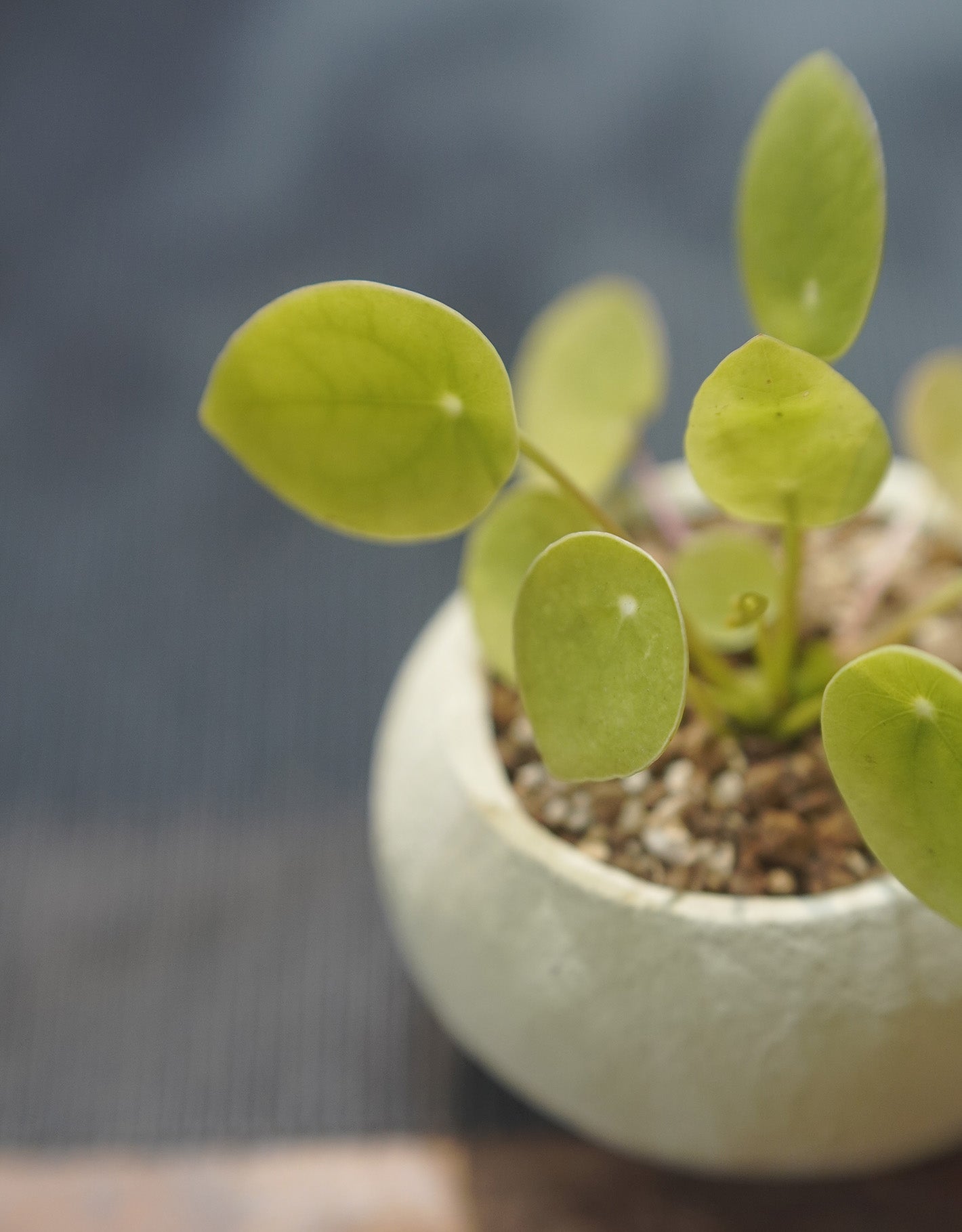 ROUND ROUND No. 01 | 鏡面草 Pilea peperomioides, YANN CHENG