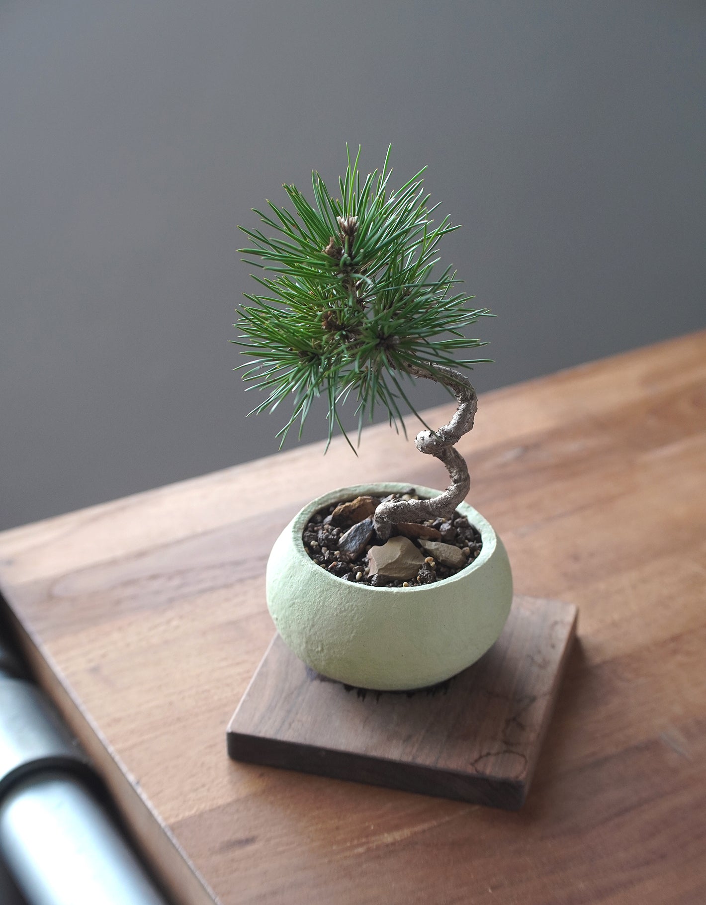 長在草餅上的黑松 |黑松 Pinus thunbergii , Yann Cheng