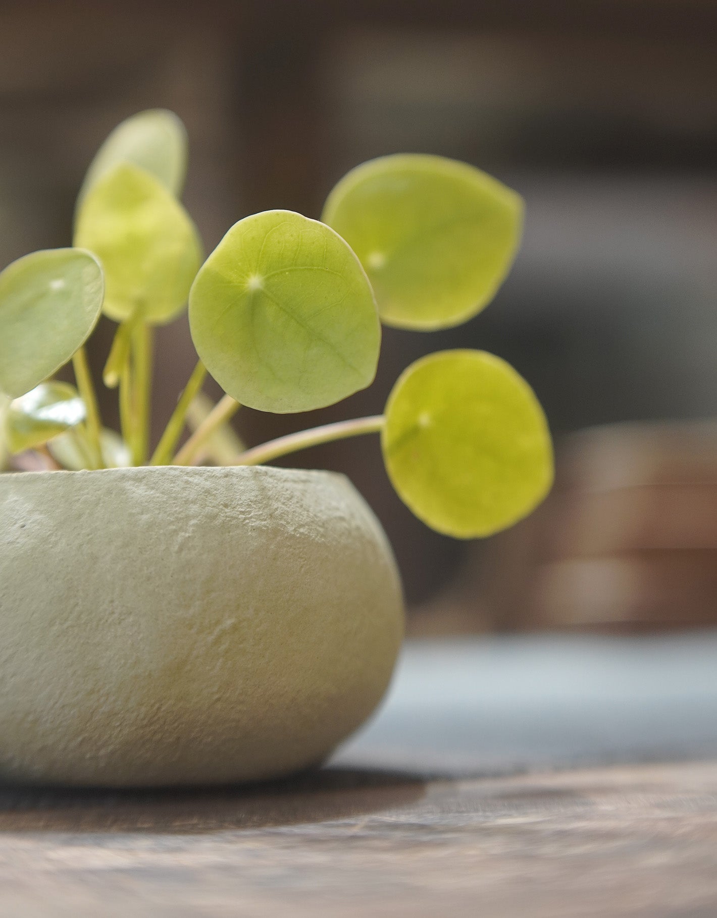 ROUND ROUND No. 01 | 鏡面草 Pilea peperomioides, YANN CHENG