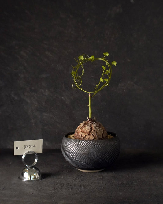 裂縫中的攀爬者  DE002 | 南非龜甲龍 Dioscorea  elephantipes  , VINCENT LAW 植木鉢