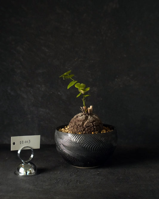 裂縫中的攀爬者  DE003 | 南非龜甲龍 Dioscorea  elephantipes  , VINCENT LAW 植木鉢