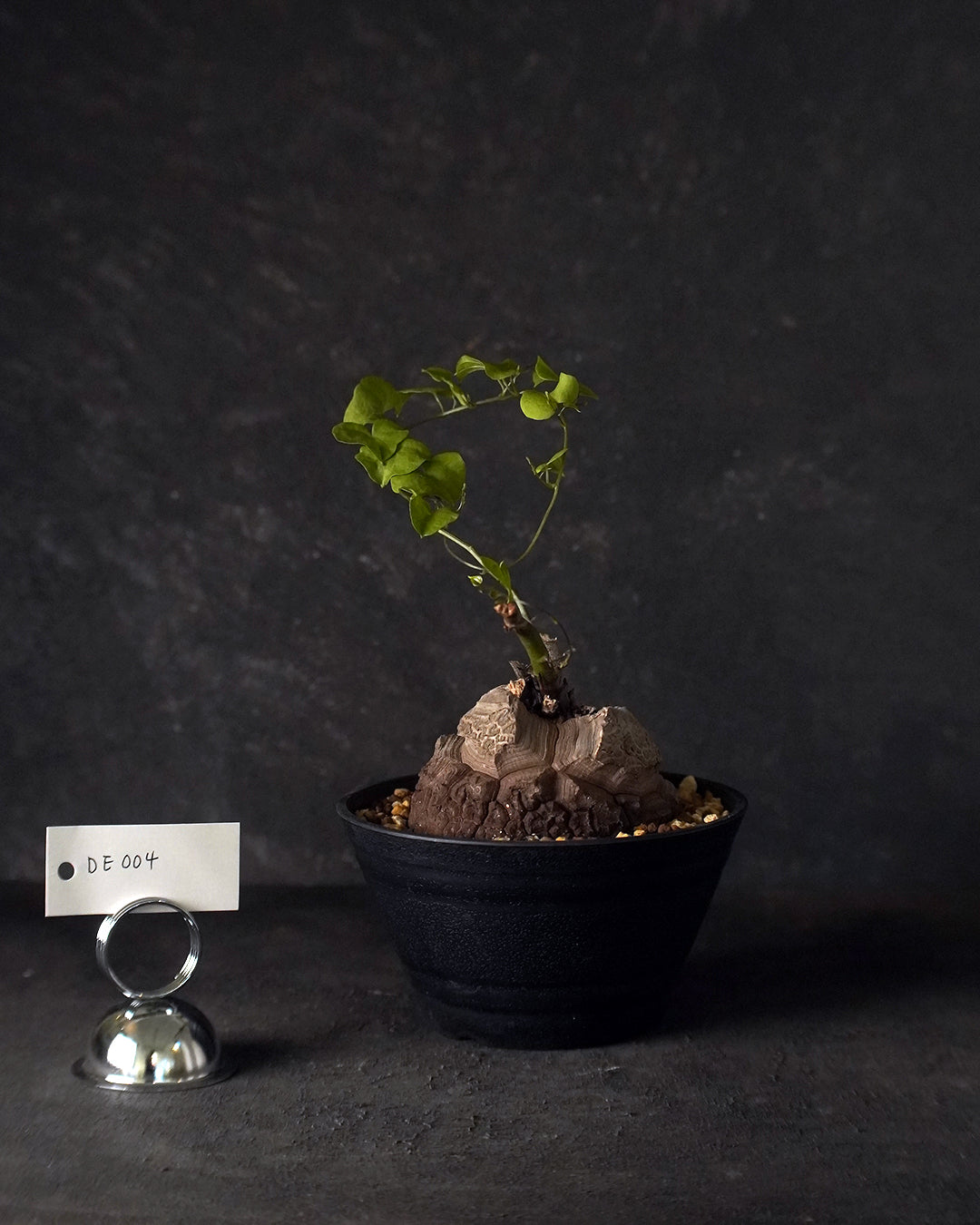 裂縫中的攀爬者 DE004 | 南非龜甲龍 Dioscorea elephantipes