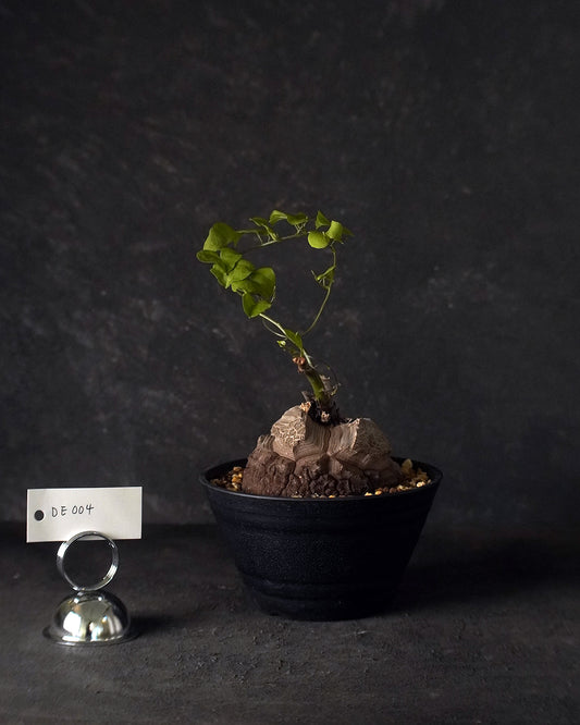 裂縫中的攀爬者  DE004 | 南非龜甲龍 Dioscorea  elephantipes