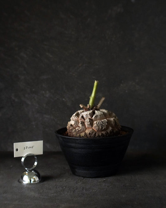 裂縫中的攀爬者  DE005 | 南非龜甲龍 Dioscorea  elephantipes