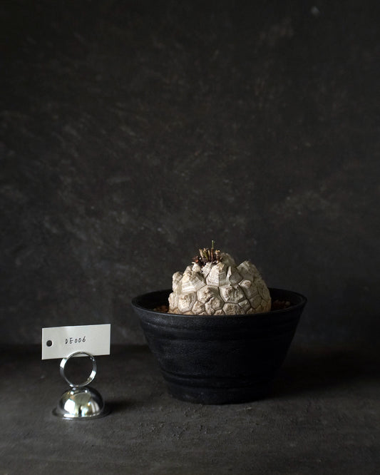 裂縫中的攀爬者  DE006 | 南非龜甲龍 Dioscorea  elephantipes