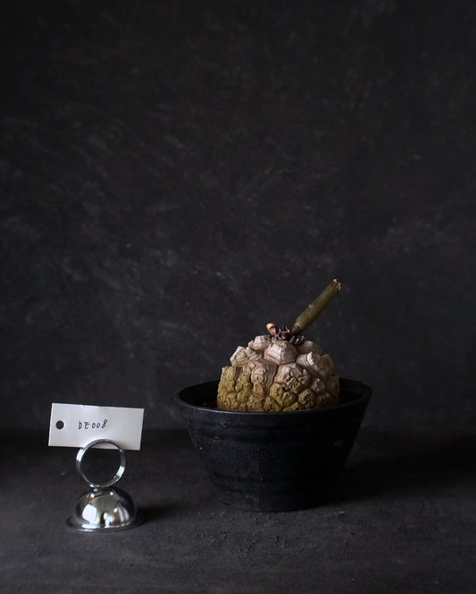 裂縫中的攀爬者  DE008 | 南非龜甲龍 Dioscorea  elephantipes