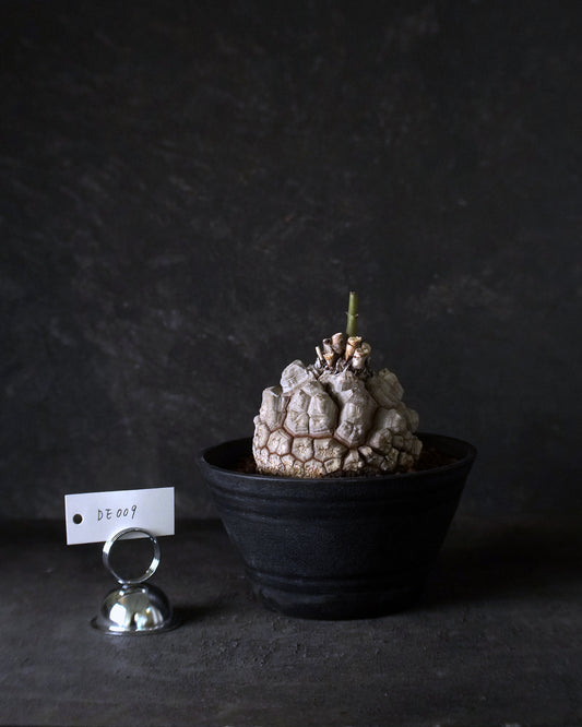 裂縫中的攀爬者  DE009 | 南非龜甲龍 Dioscorea  elephantipes