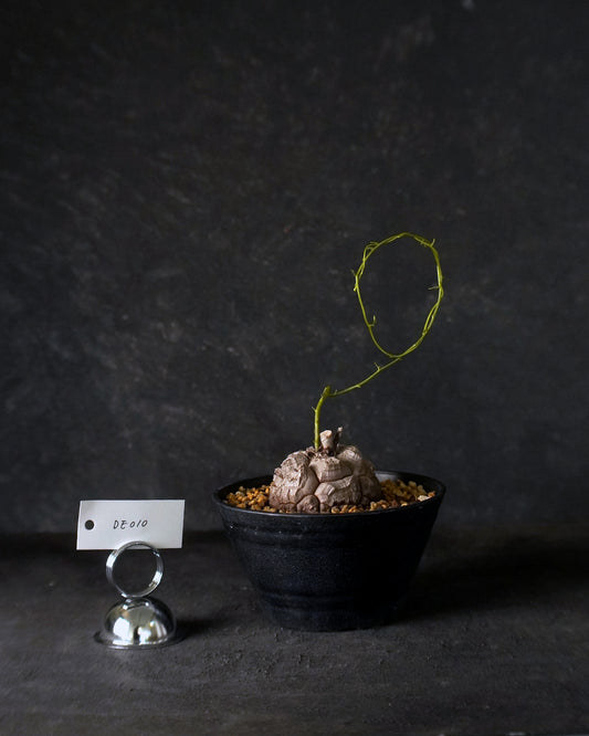 裂縫中的攀爬者  DE010 | 南非龜甲龍 Dioscorea  elephantipe