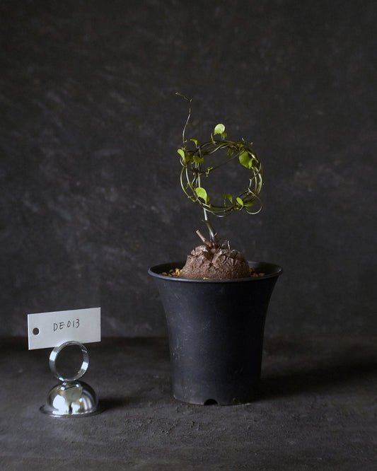 裂縫中的攀爬者  DE013 | 南非龜甲龍 Dioscorea  elephantipes